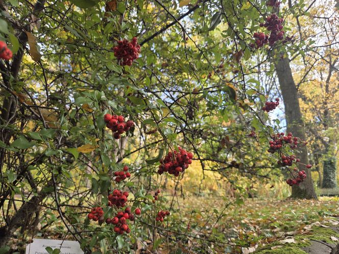 Jesień w Ogrodzie Botanicznym UKW. To ostatnia szansa na spacer wśród złotych liści!