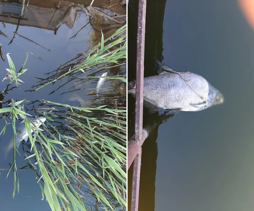 Znowu śnięte ryby w Odrze. Ważny apel wojewody w mediach społecznościowych