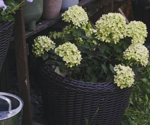 Hortensja bukietowa ‘Little Lime’