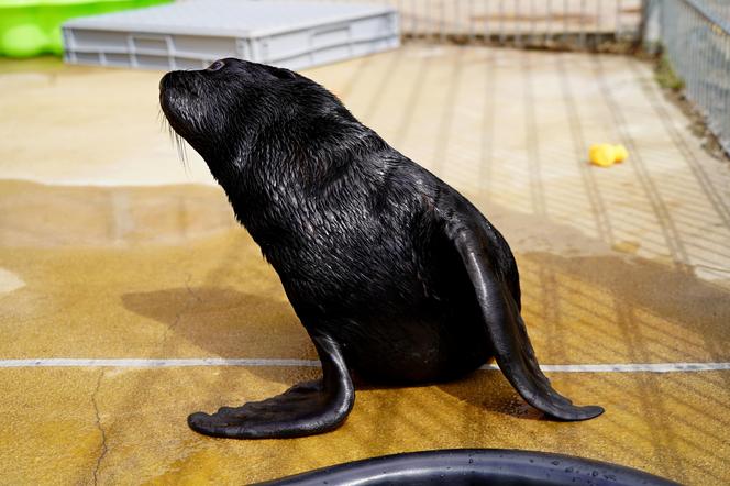 W ZOO Wrocław na świat przyszedł prawdziwy MODEL! Zobaczcie, jak pozuje młodziutki kotik