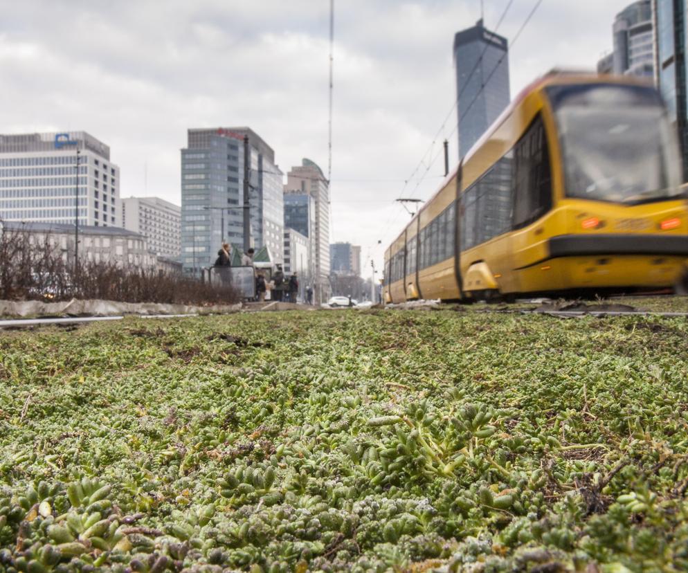 Tramwajarze zazielenili torowiska w centrum 