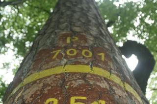 Rezerwat Sosny Taborskie. Zobacz zdjęcia