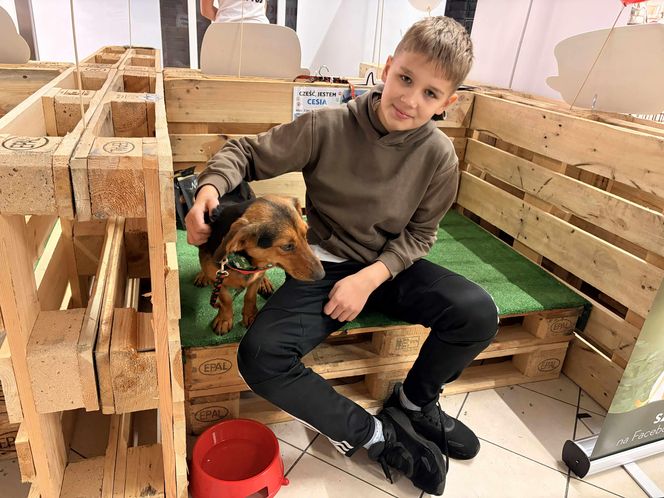 Akcja adopcyjna Fundacji Dobre Ludki w Grudziądzu