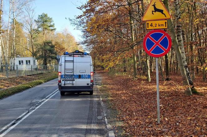 Uwaga na dziki! Kierowcy z Łodzi muszą zdjąć nogę z gazu