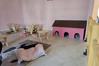 Królicza kawiarnia Hunny Bunny w Rzeszowie 