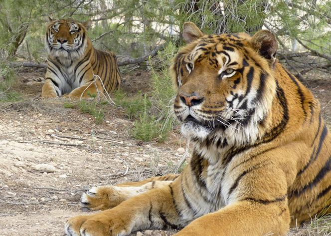 Tygrysy zaczynają psychoterapię w raju