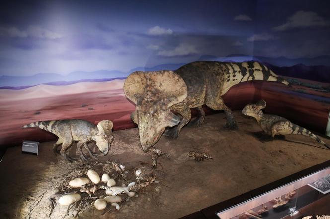 Szczątki drapieżników sprzed 240 mln lat znaleziono w Miedarach