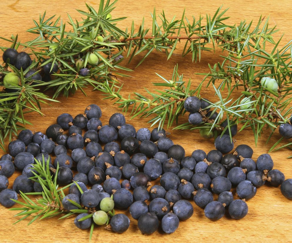 Jałowiec (zawsze zielony krzew) ma wyjątkowo aromatyczne owoce, które dodają smaku potrawom i łagodzą różne dolegliwości.