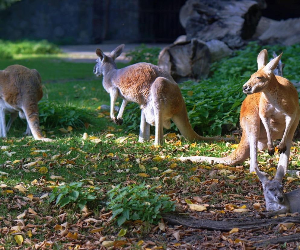 Tajemnicze zgony w zoo. W ciągu kilku dni padło 11 kangurów 