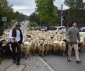 Koniec sezonu wypasu owiec. Czas na jesienne redyki 