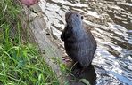 Nutrie w Rybniku są już odławiane