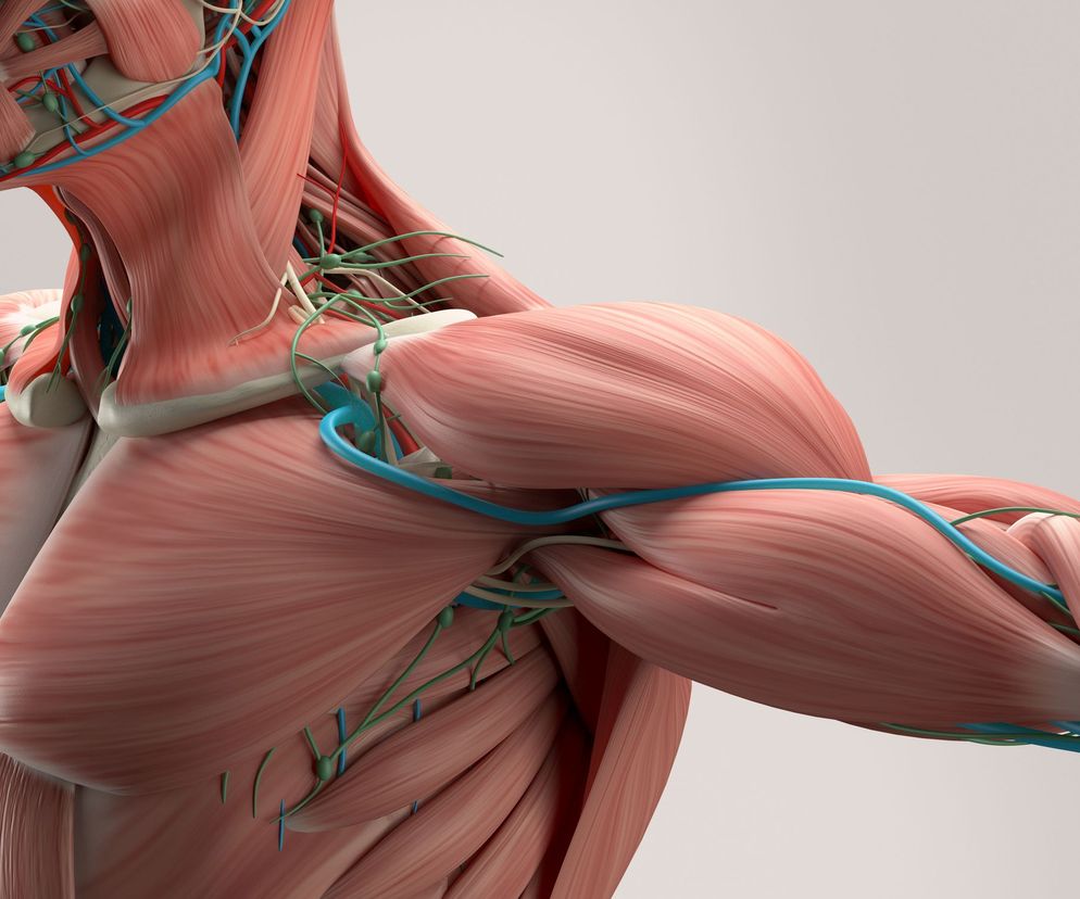 Najnowsze odkrycia sugerują, że  powięź jest istotnym narządem komunikacji między komórkami organizmu.