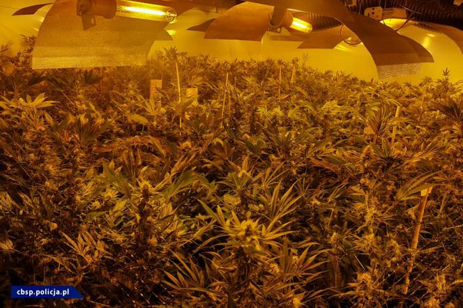CBŚP zlikwidowało w Łódzkiem OGROMNĄ plantację marihuany