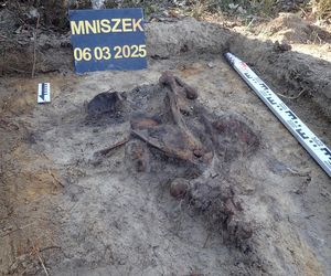 Ludzkie szczątki przy torach pod Świeciem! Tajemnica grobu w końcu wyszła na jaw