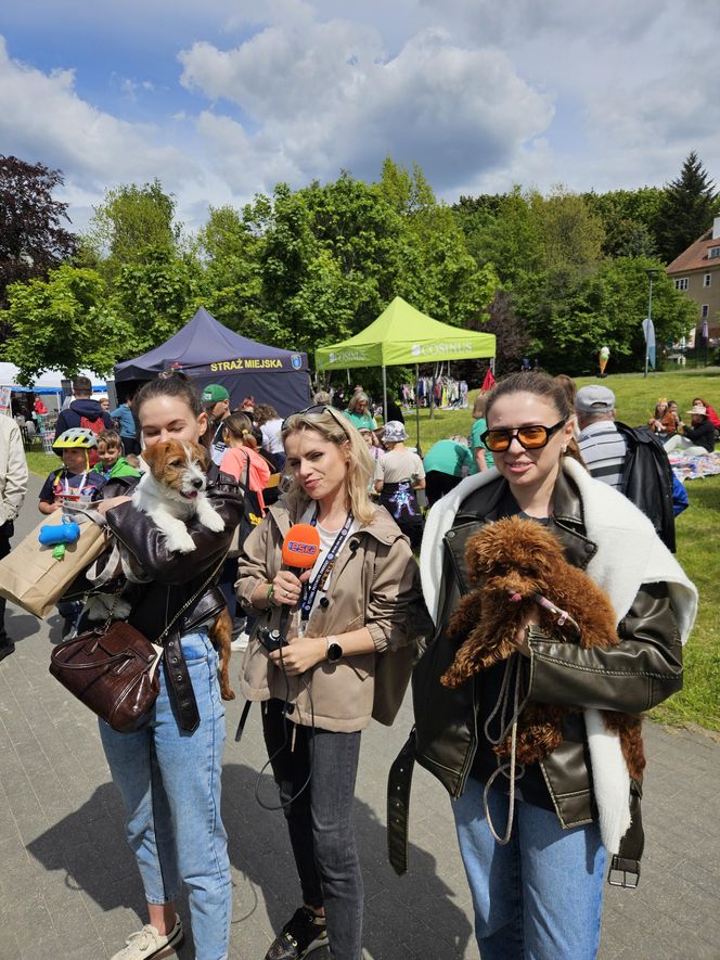 Festiwal Przyjaciół Zwierząt w Olsztynie. Park Centralny opanowały radosne pieski