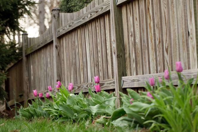 tulipany-przy-ogrodzeniu