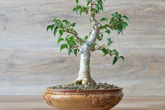 Bonsai Ficus benjamina