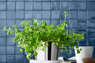 Doniczka na zioła do kuchni