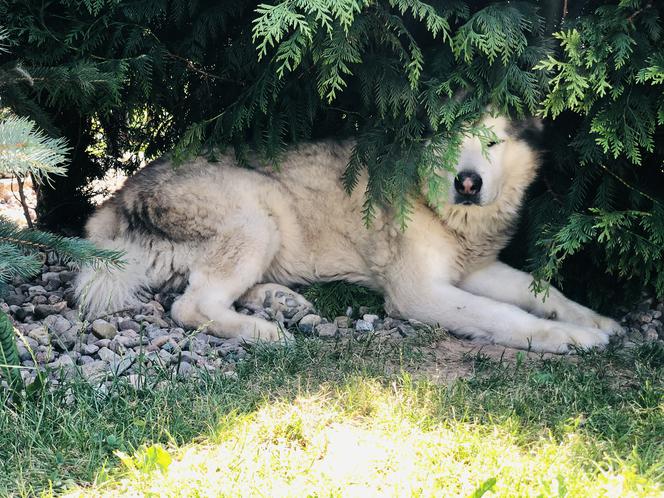 Wielichowska wyczesała psa na maksa
