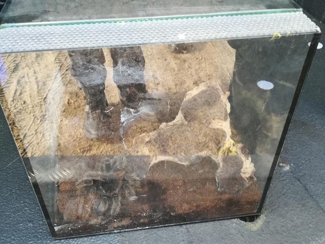 Porzucone terrarium w centrum Bydgoszczy! W środku ruszało sie coś włochatego [ZDJĘCIA]