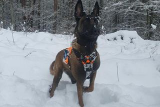 Dafne, bohaterka na czterech łapach. Bolesna diagnoza i trudna walka o zdrowie