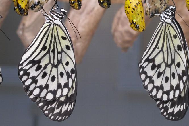 Motyle wyklują się na naszych oczach! Niezwykłe gatunki prosto z dżungli w stolicy