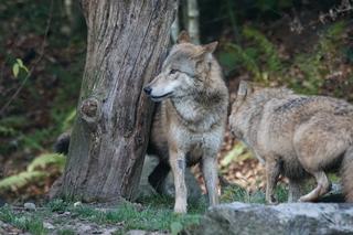 Wilki w gminie Zarzecze na Podkarpaciu. Wójt ostrzega mieszkańców 