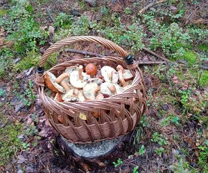 Wysyp grzybów w Janowskich Lasach! Czytelnicy chwalą się obfitymi zbiorami