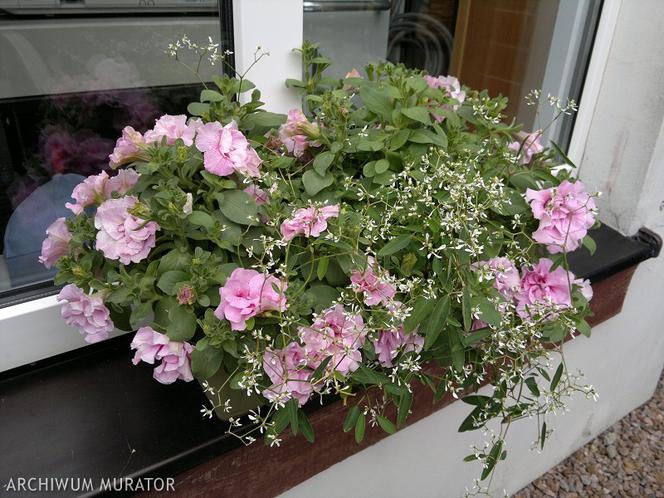 Mały balkon też może być piękny! Oto nasze sprawdzone pomysły na aranżację balkonu w bloku - ZDJĘCIA, INSPIRACJE
