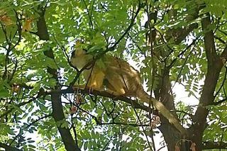 Kapucynka na wolności