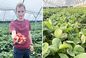 Ceny truskawek. Plantator rozwiewa wątpliwości. Wysyp potrwa jeszcze tydzień