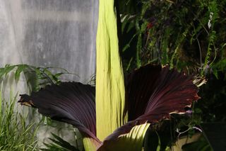 Dziwidło olbrzymie w Warszawie (2021 r.)