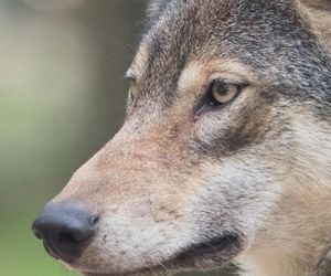 Wilki pojawiły się w okolicach Lublina