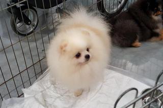 Tysiące psów i odwiedzających. II Międzynarodowa wystawa Psów Rasowych odbyła się w Bydgoszczy