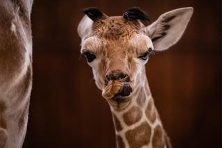 Mała żyrafa w zoo we Wrocławiu. Zobacz, jak poradziła sobie na swojej pierwszej sesji. Prawdziwy słodziak! 