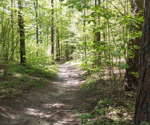 Arboretum w Kopnej Górze. Puszcza w pigułce