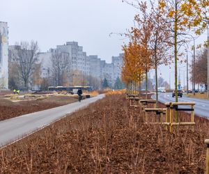 Pierwsze drzewa w parku nad obwodnicą na Ursynowie