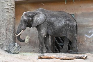 Warszawskie ZOO chroni się przed pryszczycą. Zamknięto duże pawilony