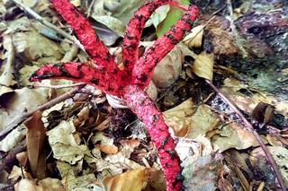 Grzybobranie 2022. Zobaczcie niesamowite zdjęcia naszych Czytelników 