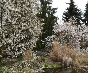 Magnolie - królowe ogrodów i skwerów 