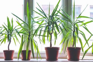 Duże drzewka doniczkowe do domu