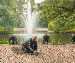 Ogród Keukenhof w Holandii