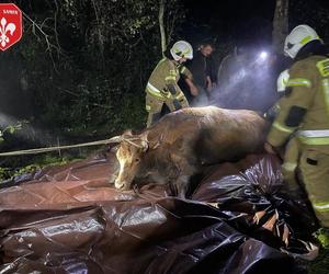 Lewałd Wielki. Krowa topiła się w bagnie. Na pomoc ruszyli strażacy [ZDJĘCIA]