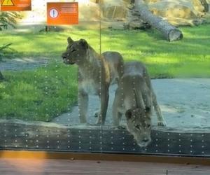 Nowa atrakcja zoo we Wrocławiu otwarta. Zobacz lwice na wybiegu 