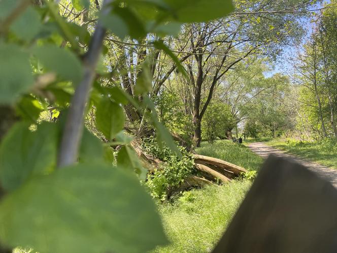 Najdłuższy park w Polsce jest w Krakowie. Ledwo widać go na mapach, a jest pełen atrakcji