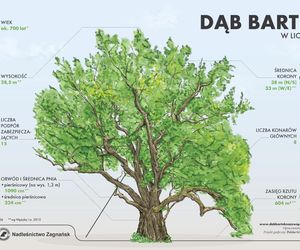 Dąb Bartek w Zagnańsku ucierpiał w czasie wichury