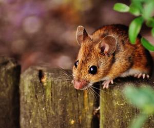 Jesienią myszy szukają schronienia w naszych domach. Jak się przed nimi skutecznie uchronić? Zastosuj ten patent!