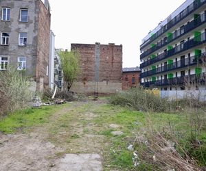 Deweloper nielegalnie wyciął dwa drzewa w Warszawie. Mieszkańcy oburzeni. „Będziemy reagować”