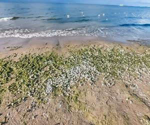 Sinice nad morzem. Te kąpieliska omijaj szerokim łukiem