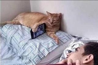 Koty opanowały internet! Memy z mruczkami bawią do łez [TOP 45]